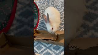 This is how a domestic rabbit makes noise #bunny