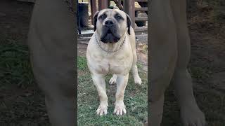 One of our studs (Cedar Spring x D&K) Ali #boerboel #dog #doglover #puppy