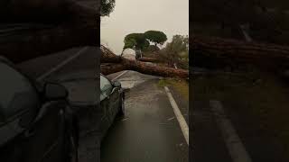 Il video di un ragazzo molto fortunato, fermo e illeso tra molti alberi caduti sulla via Appia