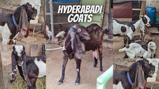 Hyderabadi goats 🐐 Available