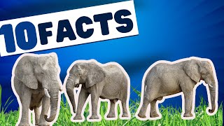 10 Fascinating Facts About Elephants | Wildlife Discovery