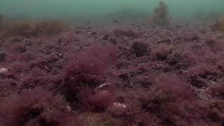 Underwater maerl bed