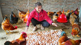 Harvesting a lot of chicken eggs - Take care puppies, pig and ducks - New Life | Tiểu Ca Daily Life