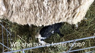 Lambing diaries: A successful fostering! Vlog 539