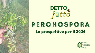 Peronospora, le prospettive per l'anno 2024