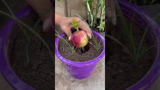 Great for harvesting apples on watermelon trees with grafting methods #satisfying #shorts