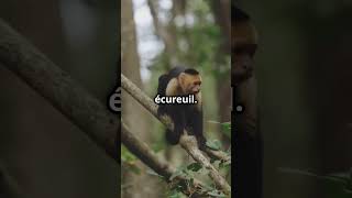 5 faits incroyables sur Le Cryptoprocta...   #animals  #facts  #video