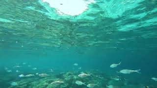 Beautiful underwater world at Calla Agulla (Calla Ratjada), Mallorca, Spain