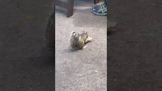 Squirrel eats pizza