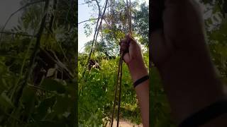 AAJ ME BANUNGA TARZAN 😂 #viral #shortvideos #funny #shorts