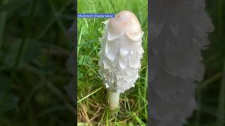 Spotted a 'Shaggy Mane' mushroom in the grass today