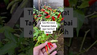 Tips Merawat Tanaman Cabai