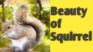 Beauty of Squirrel