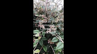 When to start pruning Contoneaster franchetii