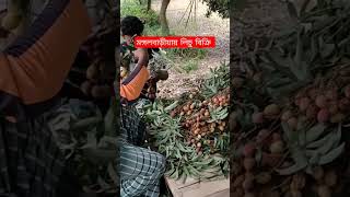 লিচু বিক্রি শুরু মঙ্গলবাড়ীয়ায় #litchi #মঙ্গলবাড়ীয়ারলিচু #fruits