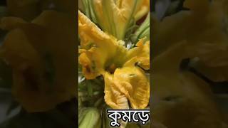 মুচমুচে কুমড়ো ফুলের বড়া।মাত্র10 মিনিটেই বানিয়ে ফেলুন ডালের সঙ্গে ভালো লাগবে#shorlvideo#viralvideo