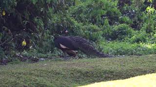 Pavo muticus spicifer  Hlaqua National Park Rangoon Myanmar