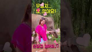 코끼리투어 #2023 #치앙마이 #코끼리투어 #elephant #chiangmai