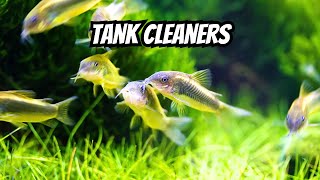 Top 10 Fish That Clean Tanks 🧼