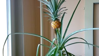 Jak pěstovat ananas (How to grow a pineapple)