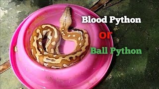 Ball Python or Blood Python is The Best Pets Reptiles