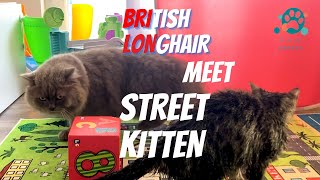 Street Kitten Meets House British Longhair: Cute Story 4k