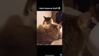 cats fighting ,  funny cat