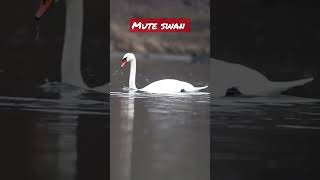 Mute Swan on the border with Ukraine (Nistru River) #birdsofmoldova #wildilifemoldova #birds