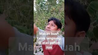 Makan buah talok di atas pohonya