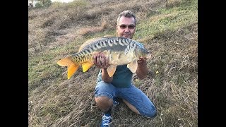 Crap oglindă(rasa Galiţiană)-captură la shad!!!#Catch the carp trapped at Rubber Shad