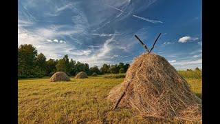 Сено.  Убираем сено