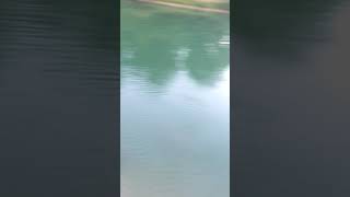 Feeding the Cat Fish at the lake 5