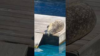 🦭😴 MY SPIRIT ANIMAL 🦭😴  SEAL SPOTTED AT VANCOUVER AQUARIUM