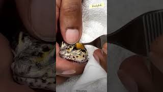 clean the gecko's eyes #shorts #gecko #animals