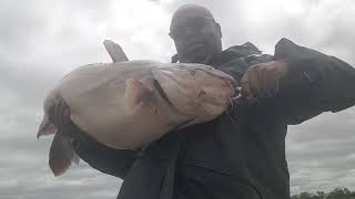 Big Bluecats are on the move at Perry lake .I caught this 40 pounder.