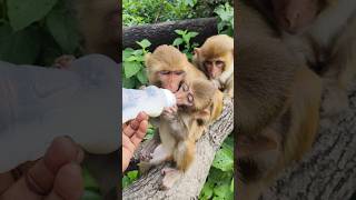 Aha tamatar bade majedar 🍼🍼🍼🐵🐵🐵#bandar #monkeyvideo #monkey 0553