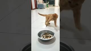 Animales divertidos #feedshorts #cat #perros #funny