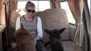 alpaca trained to go on outing in a relaxed manner with training the Lindy Moors way