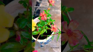 #portulacas #flowers #plants #shorts #happygardening #daisy