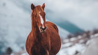 Сарып ауруы өршіп түр 😱 адамда ауырады екен