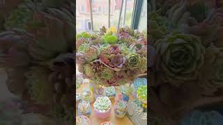 Beautiful Succulent Diy idea#531