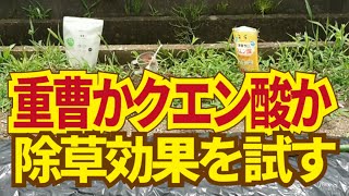 重曹とクエン酸の除草効果比較。アルカリの重曹と酸性のクエン酸ではどちらが除草に効果があるのかを試してみる。（前篇）6/1