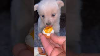 Baby dog eating egg 🍳 #dogbaby #dogshorts #animalcute #kidsvideo