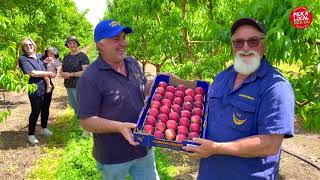 Introducing Lowana Fruits! Stone fruit grower in the Riverland, South Australia