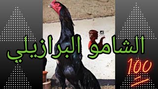 البرازيلي   ملك الشامو