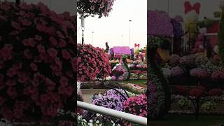 Dubai Miracle Garden | UAE🇦🇪