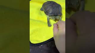 Twin headed turtle fighting for a treat