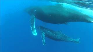 Small man, big baby whale and her mother