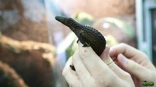 🔥 LANTHONOTUS BORNEENSIS 🦎 Earless monitor LIZARD