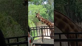 Memberi Makan Jerapah di Bandung Zoo - Feeding Girafe #shorts #zoo